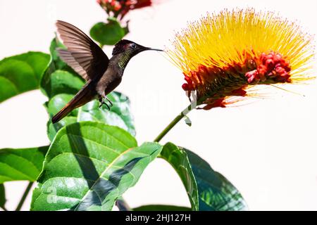 Leuchtend rot und Gold Ruby Topaz Kolibri, Chrysolampis mosquitus, füttert auf einer tropischen Combretum Blume isoliert auf weißem Hintergrund. Stockfoto