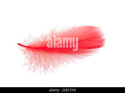 Elegante rote Feder isoliert auf dem Weiß Stockfoto