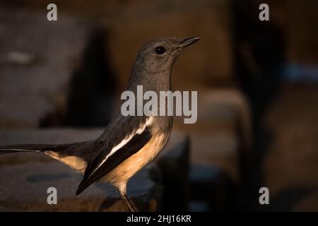 Ein orientalisches Elster Rotkehlchen weibliche Vogel Foto mit schönen unscharfen Hintergrund Stockfoto