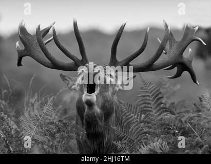 Schwarz-weißes Bild eines Rothirschhirsches (Cervus elaphus) brüllend, brüllend in der Klammer während der Furche, aufgenommen im Richmond Park, London, UK Stockfoto