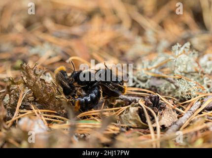 Rotschwanzhuckhummel (Bombus rupestris) Männchen versuchen, sich mit einem Weibchen zu paaren Stockfoto