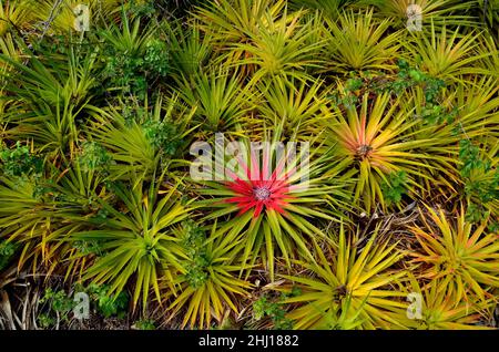 Antillen-Bodenbromelie, terrestrische Bromeliade, Bromelia humilis, Curacao Stockfoto
