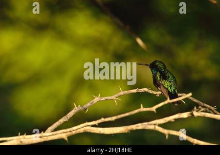 Blauschwanz-Smaragdkolibri, Blauschwanzsmaragd, Chlorostilbon mellisugus, Curacao Stockfoto