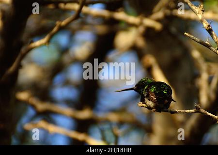 Blauschwanz-Smaragdkolibri, Blauschwanzsmaragd, Chlorostilbon mellisugus, Curacao Stockfoto