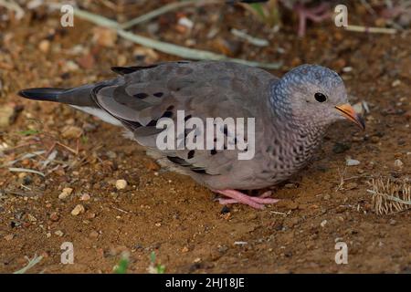 Sperlingstäbchen, Erdtaube, Columbina passerina, Curacao Stockfoto