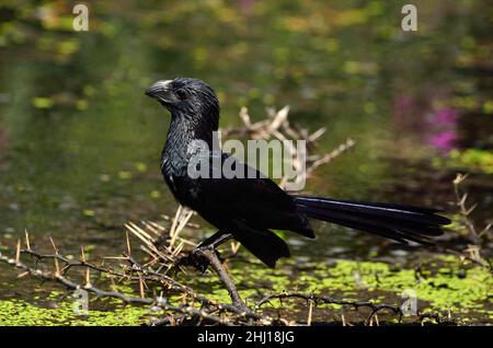 Riefenschnabelani, Rillenschnabelani, Crotophaga sulcirostris, Curacao Stockfoto