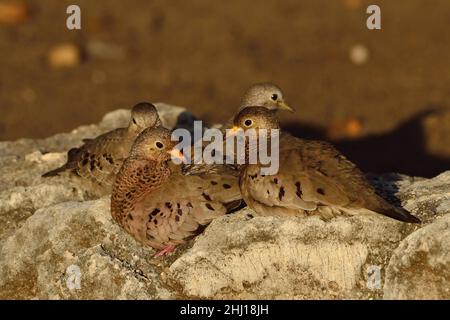 Sperlingstäbchen, Erdtaube, Columbina passerina, Curacao Stockfoto