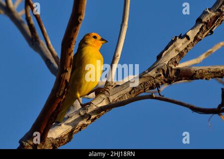 Safranammer, Safranfink, Sicalis flaveola, Curacao Stockfoto