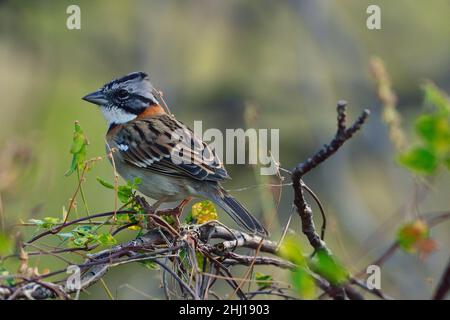Morgenhammer, Rüsselsperling, Zonotrichia capensis, Curacao Stockfoto