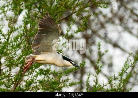 Nachtreiher für Erwachsene im Schnellflug. Fliegen mit ausgebreiteten Flügeln zwischen Ästen. Seitenansicht, Nahaufnahme. Gattungsart Nycticorax nycticorax. Stockfoto