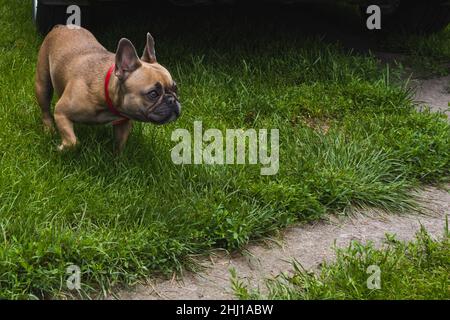 Neugierig Brown französisch Bulldogge Jagd, nette französisch Bulldogge spielen Stockfoto