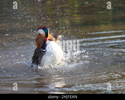 Mandarin Duck putzt sich selbst an einem See Stockfoto