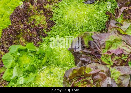 Frischer grüner Blattsalat verschiedener Art, der auf einem Bauernmarkt in London eingenommen wird Stockfoto