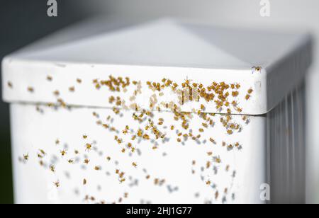 Frisch geschlüpfte Babyspinnen krabbeln auf einem weißen Zaun Stockfoto