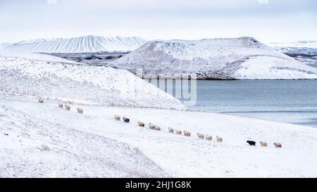 Eine Reihe isländischer Schafe wandern durch das schneebedeckte Land am Lake Myvatn, Nordisland. Im Hintergrund sind ruhende Vulkankrater zu sehen. Stockfoto