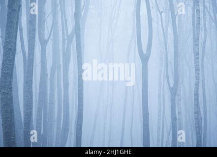 Nebliger Tag im Wald mit Baumstämmen. Stockfoto