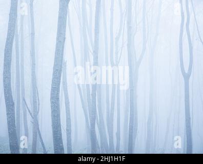 Nebliger Tag im Wald mit Baumstämmen. Stockfoto