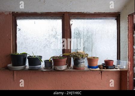 Reihe von empfindlichen Pflanzen, Kakteen, Lilie in Kunststofftöpfen platziert im Eintopfschuppen, um vor Frost Eis und Schnee draußen zu schützen, die Pflanzen töten würde Stockfoto