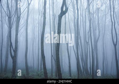 Nebliger Tag im Wald mit Baumstämmen. Stockfoto