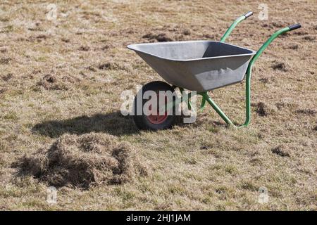 Gartenwagen mit altem Gras auf Rasen nach scarify Stockfoto