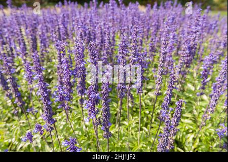 Salvia farinacea, Mealycup Salbei, heideähnlich mit Blüten auf Stacheln, die dicht als röhrenförmige Blüte angeordnet sind Stockfoto