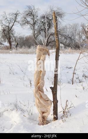 Schutz von Obstbäumen vor Tierschäden im Winter. Verhindern und Reparieren von Tierschäden an Bäumen Stockfoto