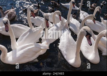 Eine Schar schwebender, erwachsener stummer Schwäne Cygnus färben dominantes aggressives Verhalten über die Mallards und Kanadagänse, die gezwungen sind, hinter ihnen zu sein Stockfoto