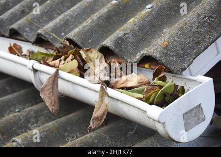 Regenrinne Reinigung von Blättern im Herbst. Reinigen Sie Ihre Dachrinnen, Bevor Sie Ihre Brieftasche Reinigen. Reinigung Der Regenrinnen. Stockfoto