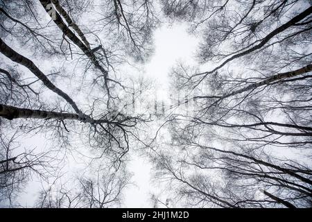 Blick in die Baumkrone Stockfoto
