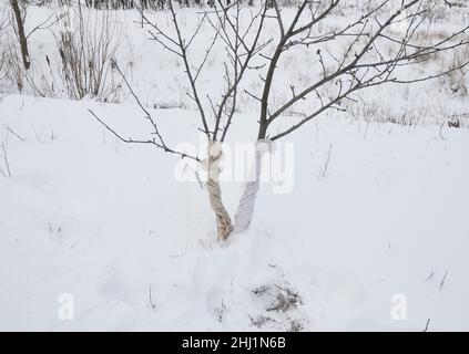 Vermeidung von Winterschäden an Bäumen. Schutz von Obstbäumen vor Tierschäden. Obstbäume im Winter schützen. Dämmung von Bäumen im Winter. Stockfoto