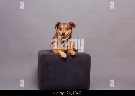 Posiert für Studiofoto, kleiner brauner Hund auf dem Podium Stockfoto