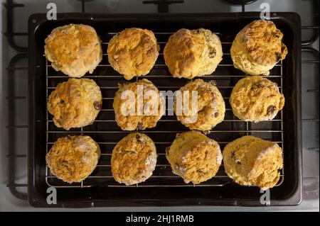 Saubere Reihen von hausgemachten Scones, fetten Racskals, die sich auf dem Rack abkühlen Stockfoto