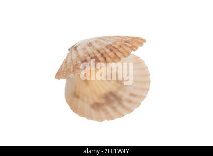 Pearl Shell öffnete leere isolierte Ausschnitt auf weißem Hintergrund. Blick von oben auf die Muschel, die Natur des Meeres Stockfoto