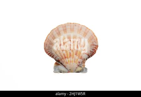 Meeresmuschel isolierter Ausschnitt auf weißem Hintergrund. Blick von oben auf die Muschel, die Natur des Meeres Stockfoto