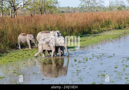 Indischer Elefant (Elephas maximus indicus) überquert einen Fluss im Kaziranga National Park, Assam, Nordostindien Stockfoto