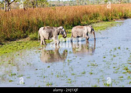 Zwei indische Elefanten (Elephas maximus indicus) tauchen aus langem Gras auf, um einen Fluss im Kaziranga National Park, Assam, Nordostindien, zu überqueren Stockfoto