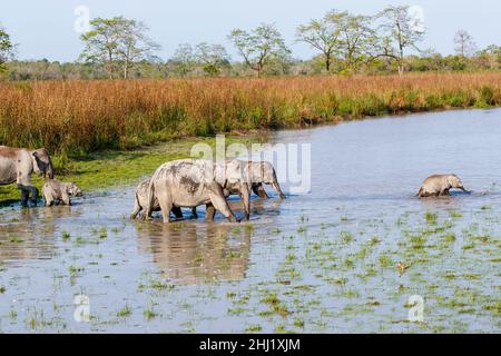 Eine Gruppe indischer Elefanten (Elephas maximus indicus) überquert einen Fluss im Kaziranga National Park, Assam, Nordostindien Stockfoto