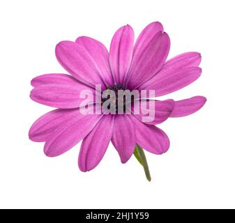 Osteospermum oder afrikanische Gänseblümchen mit den violetten Blütenblättern, die auf dem Weiß isoliert sind Stockfoto
