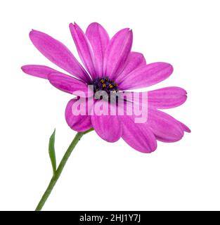 Osteospermum oder afrikanische Gänseblümchen mit den violetten Blütenblättern, die auf dem Weiß isoliert sind Stockfoto