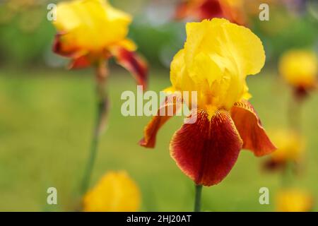Tall Bearded Iris, Iridaceae, Pfirsich-Aprikose-Burgund mit orangefarbenem Bart, weicher grüner Hintergrund Stockfoto