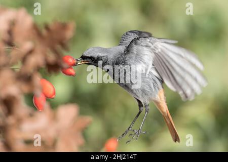 Bei der Jagd, bildender Kunst Porträt des Rotstarter Rüden unter dem Hund Rosenbeeren (Phoenicurus ochruros) Stockfoto