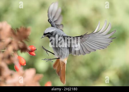 Bei der Jagd, bildender Kunst Porträt des Rotstarter Rüden unter dem Hund Rosenbeeren (Phoenicurus ochruros) Stockfoto