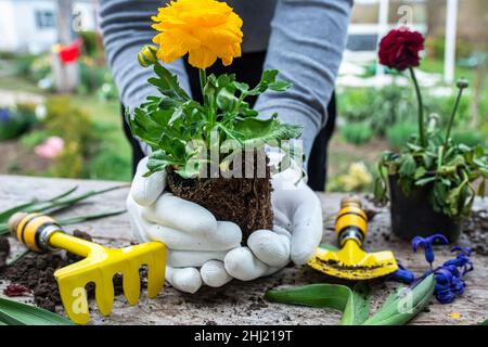 Die Hände des Bauern Ranunculus asiaticus, mit Wurzeln in der Knolle der Erde gehalten. Blühende hässliche Büsche Perser-Butterblume, Gelbe Sorte M-Sakura in Stockfoto