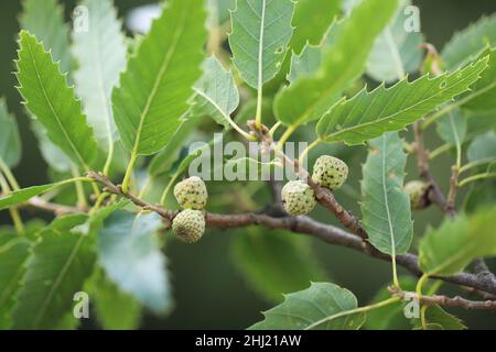 Nahaufnahme von grünen Blättern und Eicheln von Eiche - Quercus. Stockfoto