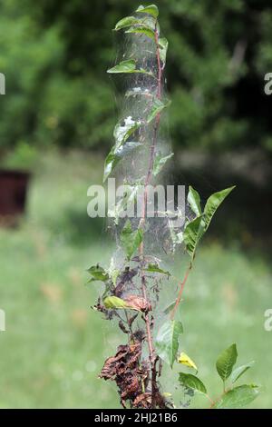 Die Gruppe der Larven des Vogelkirschen-Ermins (Yponomeuta evonymella) verpuppen sich im dicht gepackten kommunalen, weißen Netz auf dem Baumstamm und den Ästen unter dem Grün Stockfoto