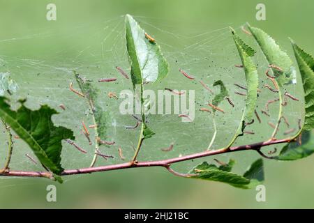 Die Gruppe der Larven des Vogelkirschen-Ermins (Yponomeuta evonymella) verpuppen sich im dicht gepackten kommunalen, weißen Netz auf dem Baumstamm und den Ästen unter dem Grün Stockfoto