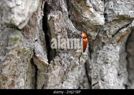 Die Nahaufnahme des Elater ferrugineus, der rostige Klickkäfer auf einer Eiche Stockfoto