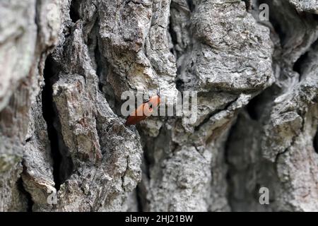 Die Nahaufnahme des Elater ferrugineus, der rostige Klickkäfer auf einer Eiche Stockfoto