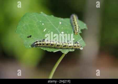 Seitenansicht einer Raupe, eines weißen Kohlschmetterlings, Pieris brassicae, auf einem Blatt Kapuzinerkresse. Stockfoto