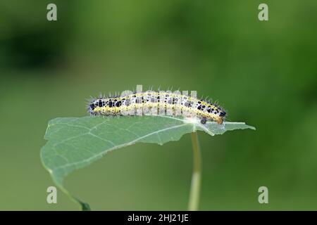 Seitenansicht einer Raupe, eines weißen Kohlschmetterlings, Pieris brassicae, auf einem Blatt Kapuzinerkresse. Stockfoto